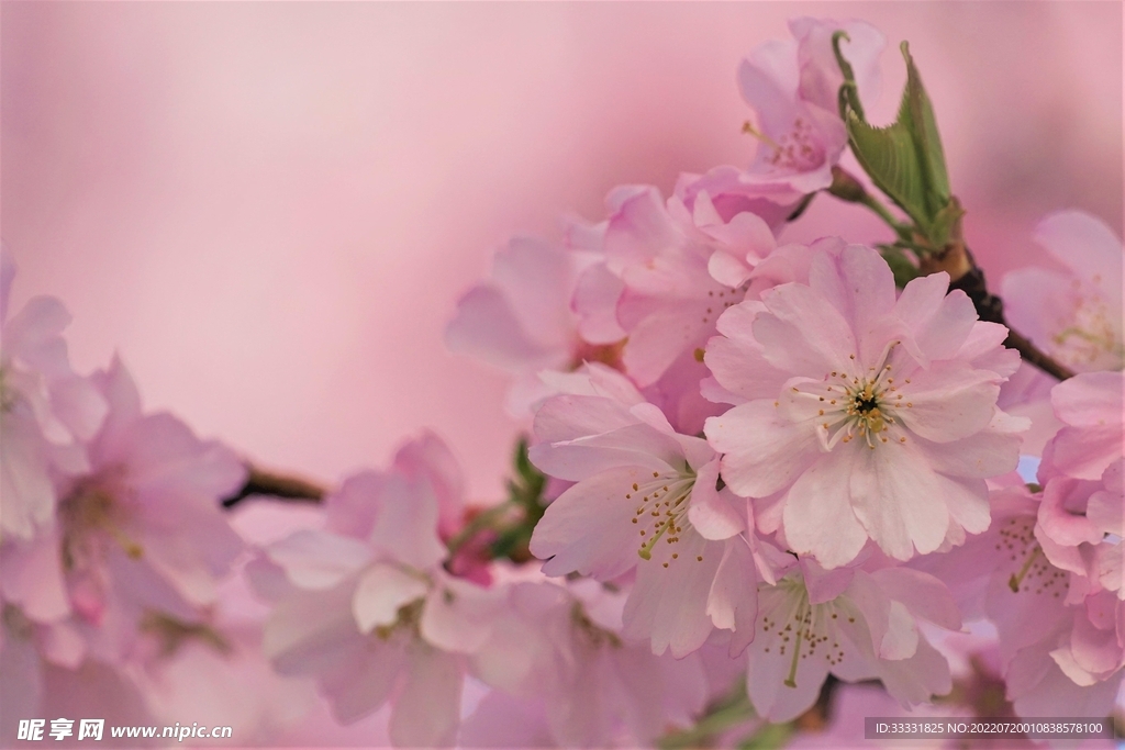 樱花