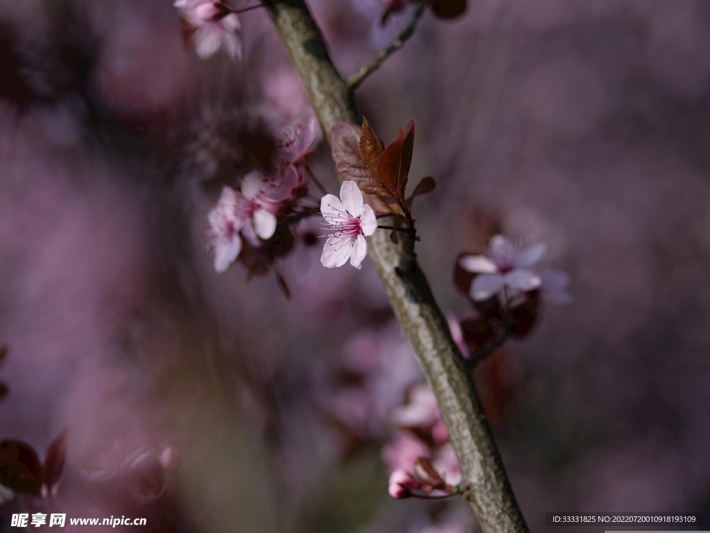 樱花