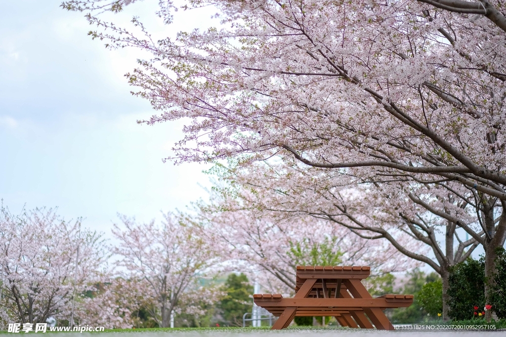 樱花