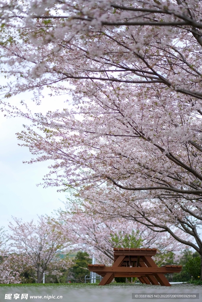 樱花