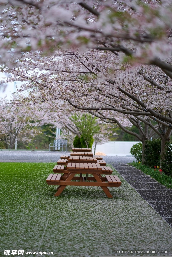 樱花