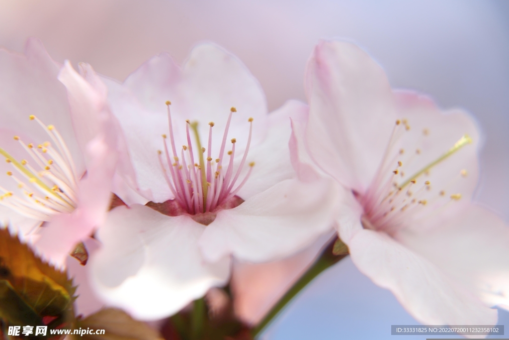 樱花