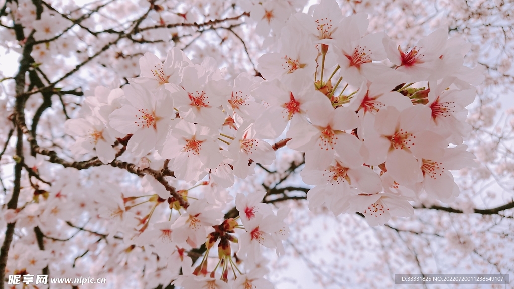 樱花