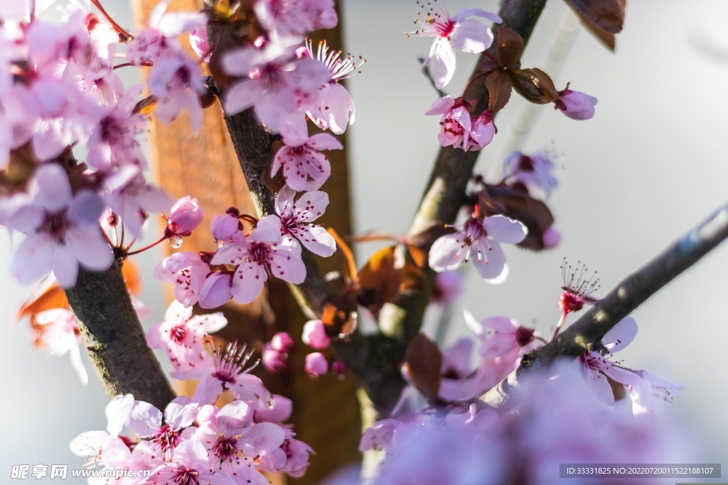 樱花