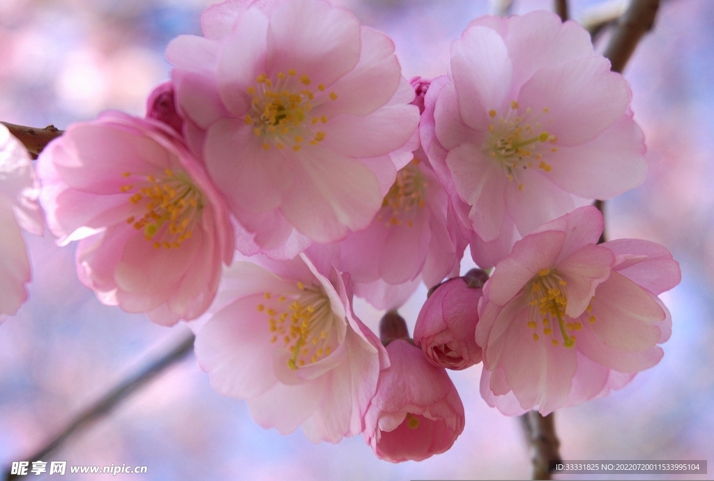 樱花