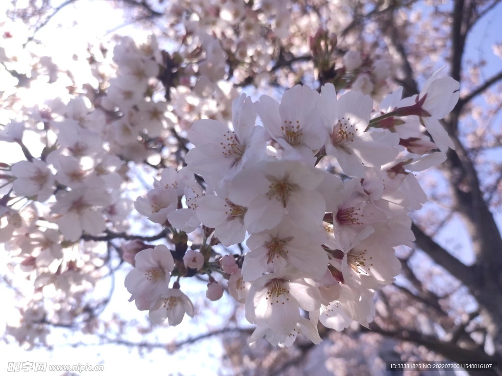 樱花