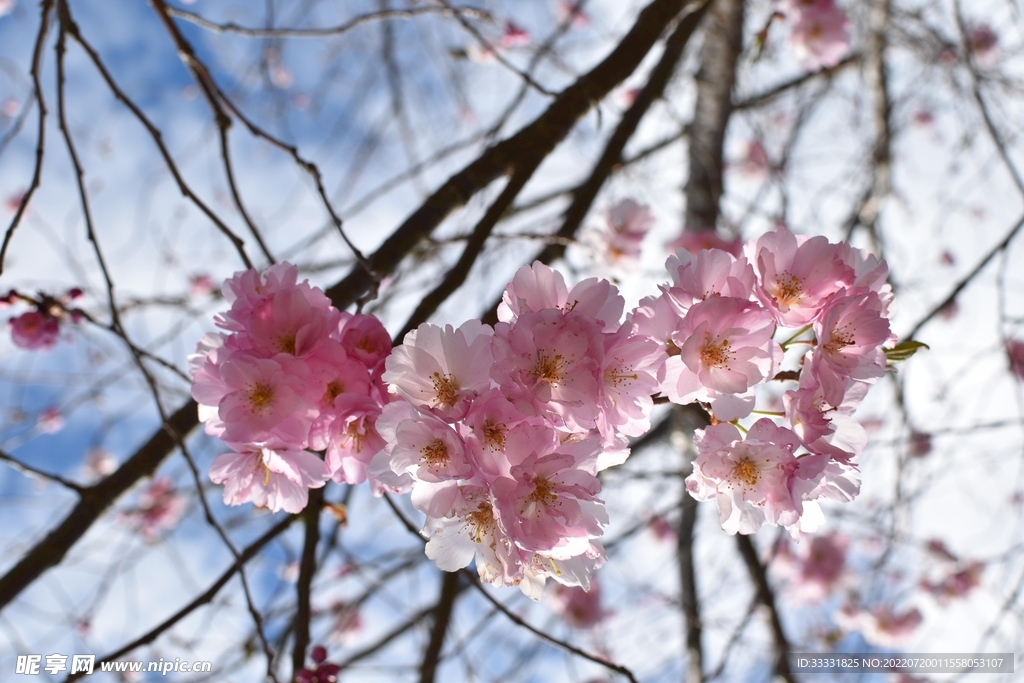 樱花