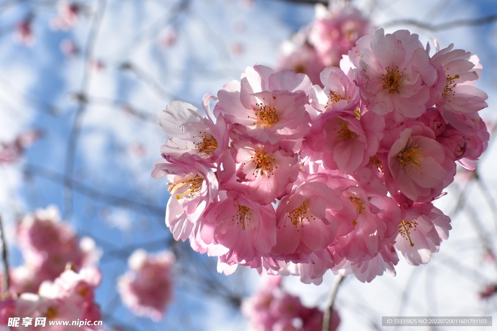 樱花