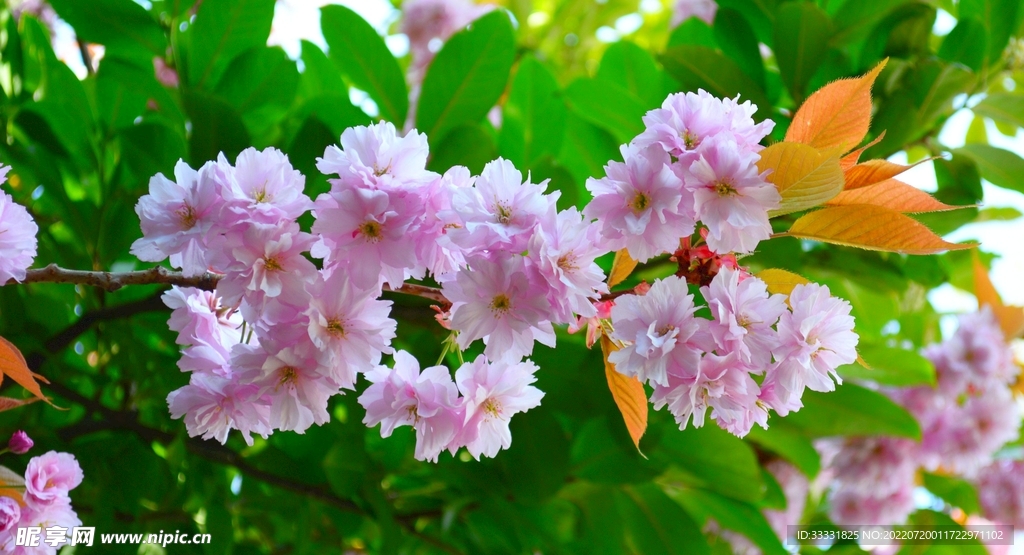 樱花