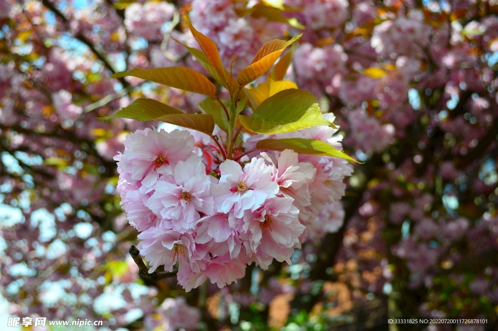 樱花