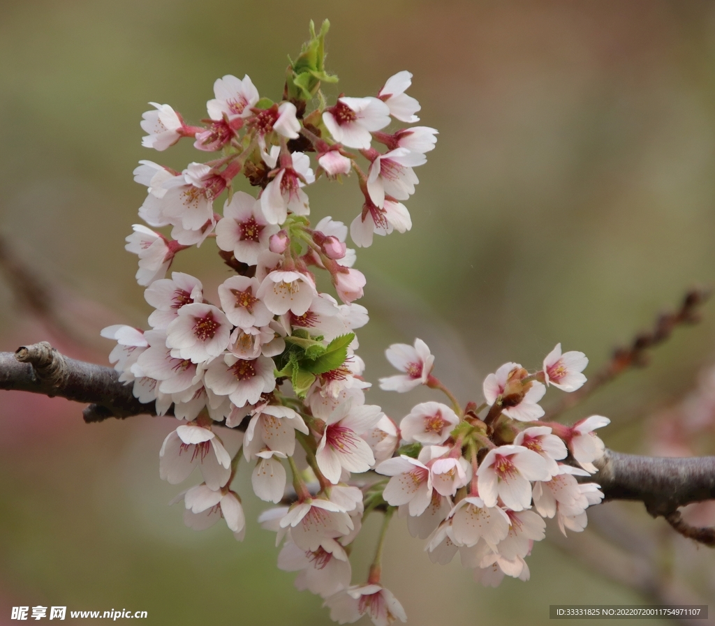 樱花