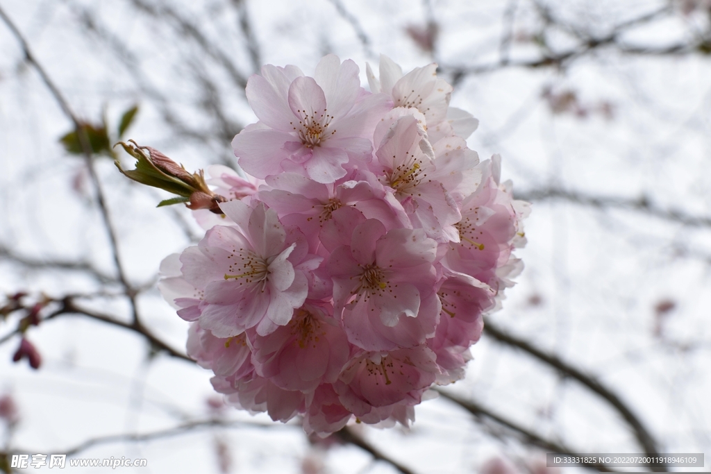 樱花
