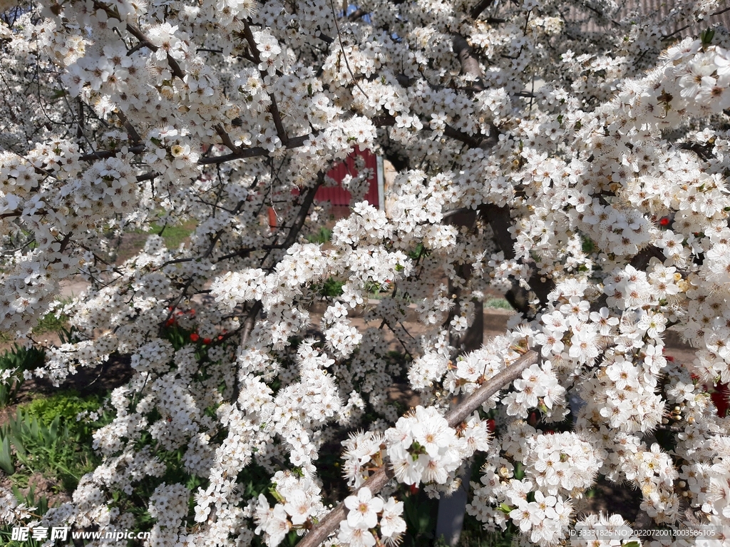 樱花