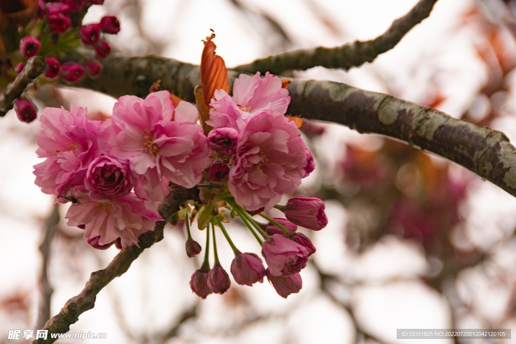 樱花