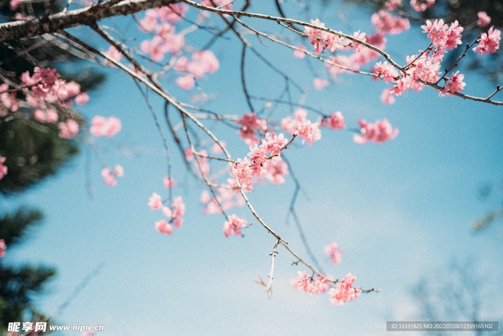 樱花