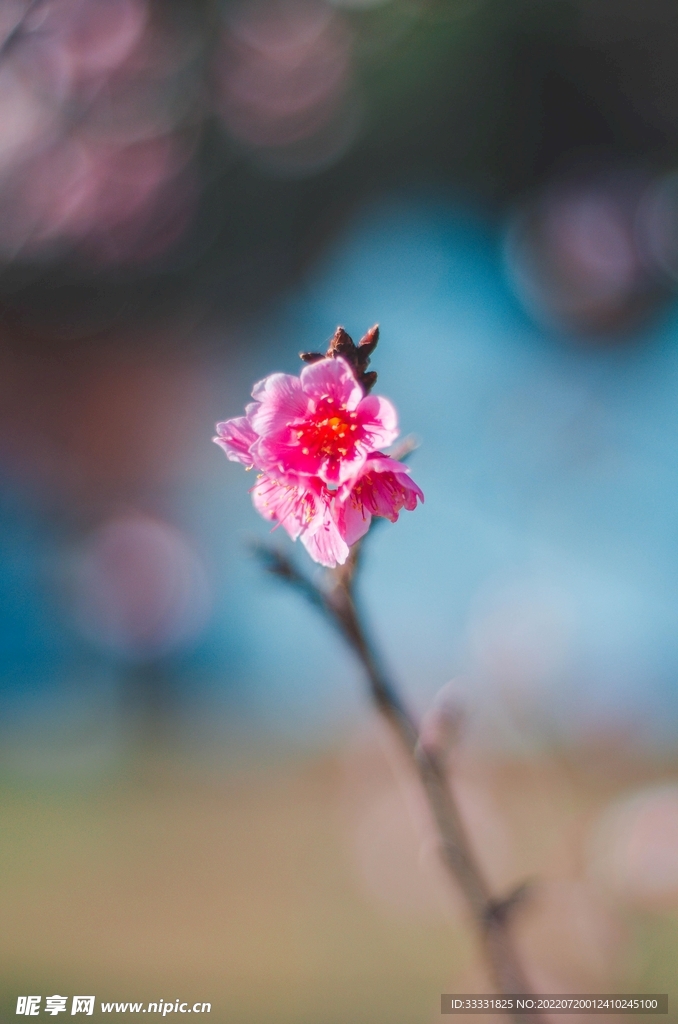 樱花