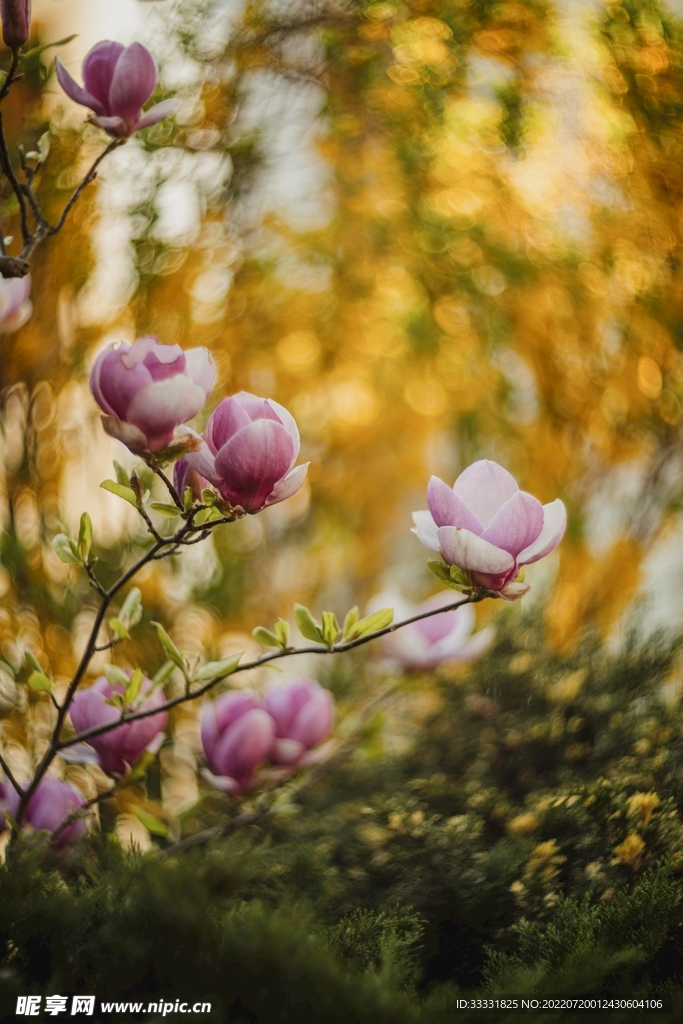 樱花