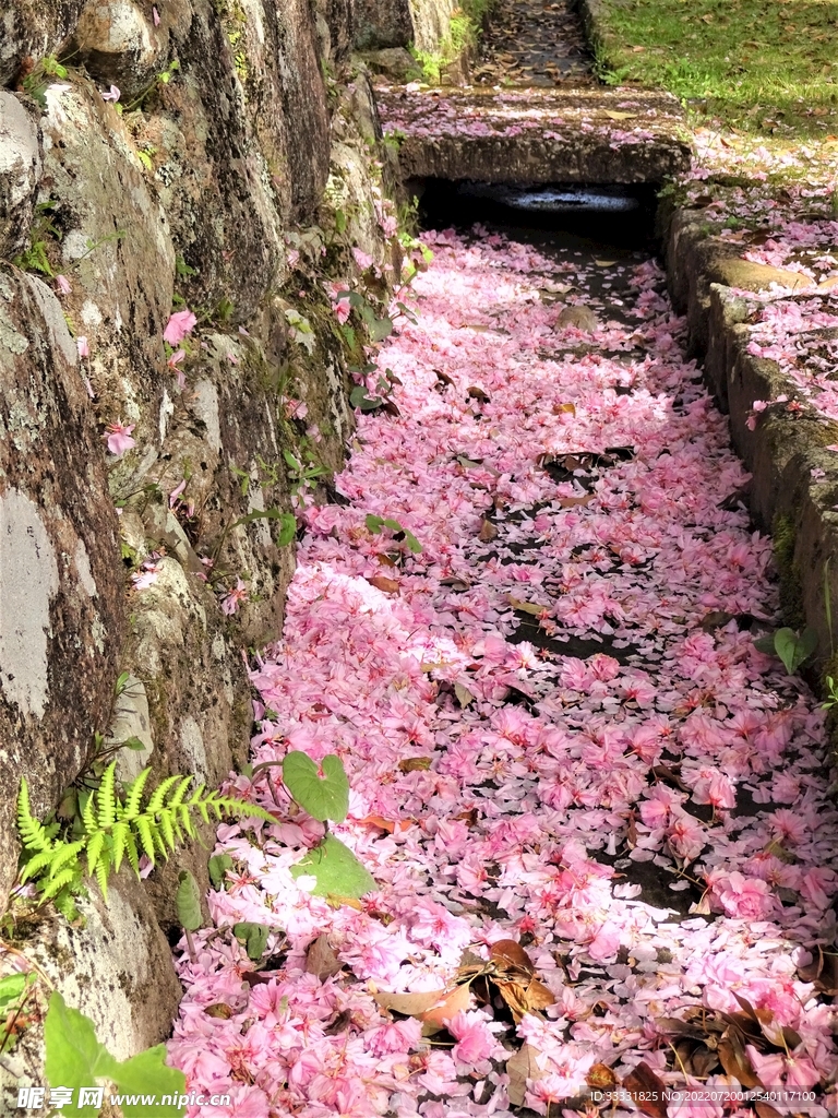 樱花
