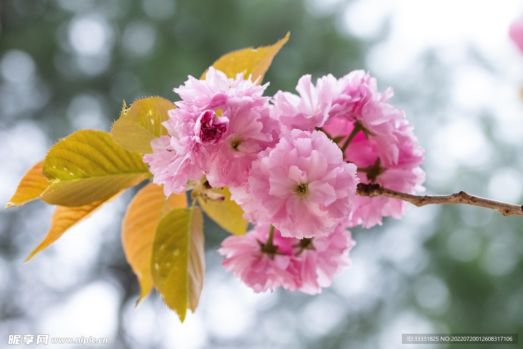 樱花