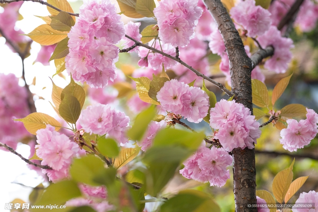 樱花