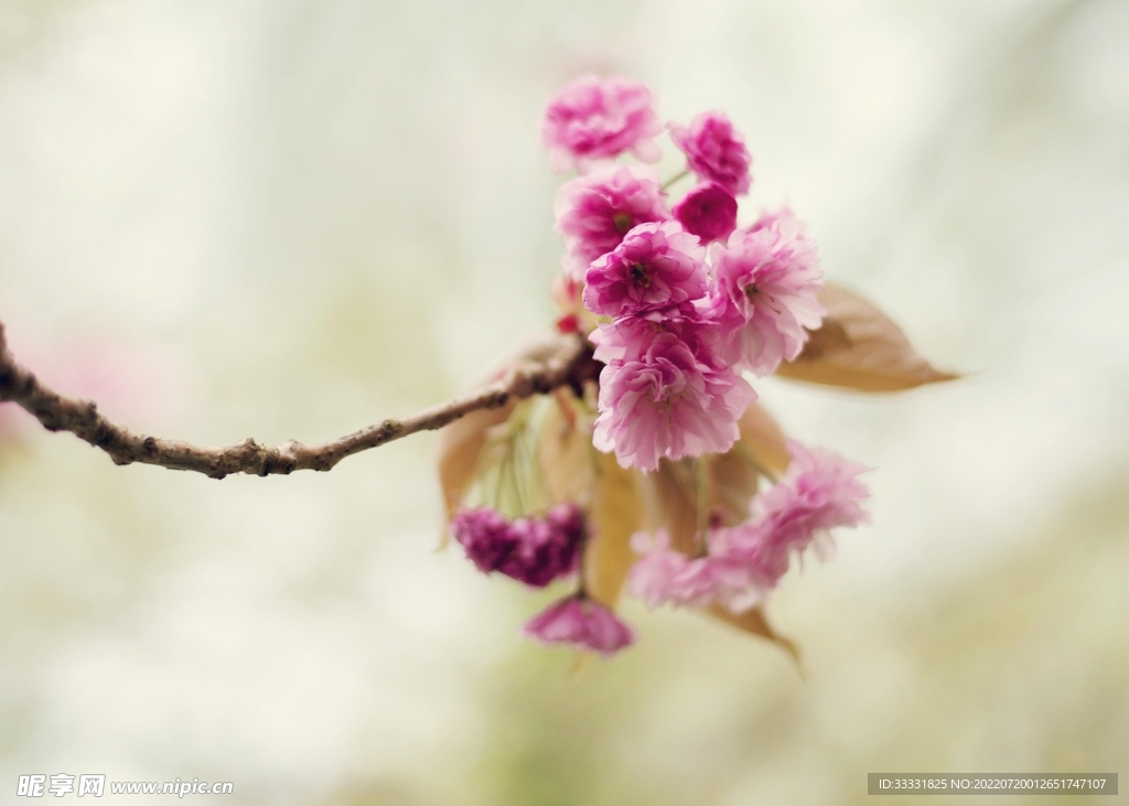 樱花