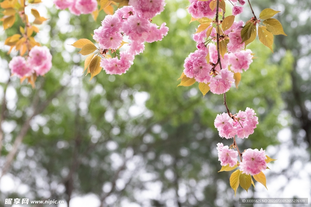 樱花
