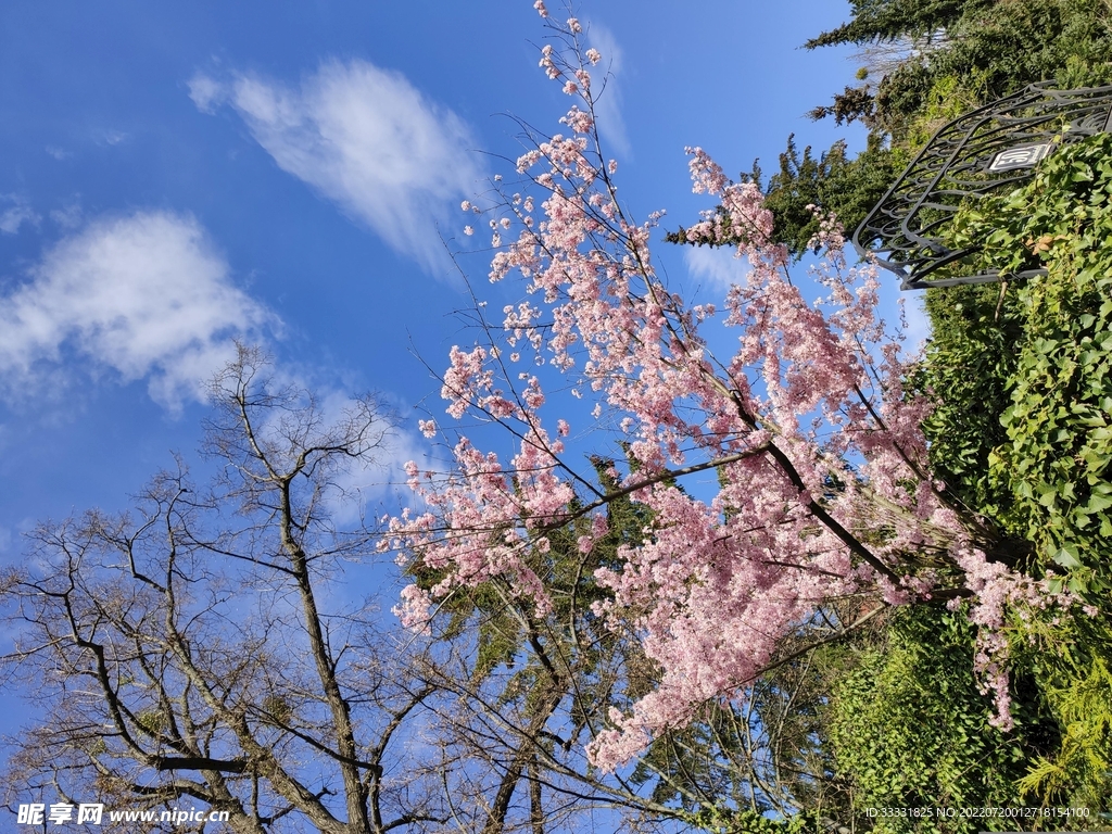 樱花