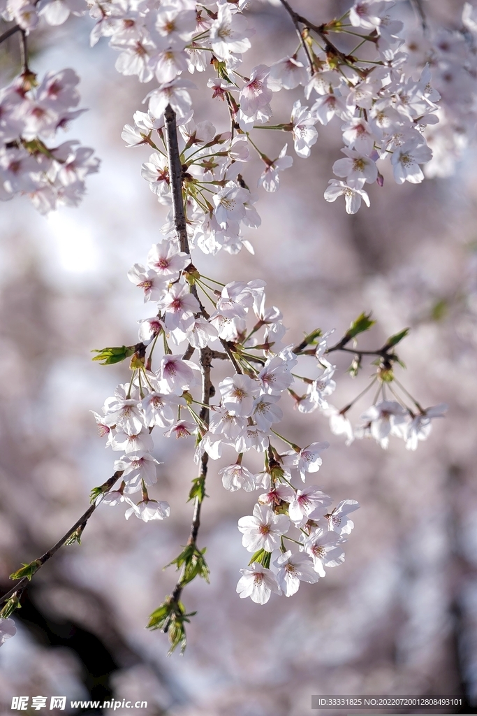樱花