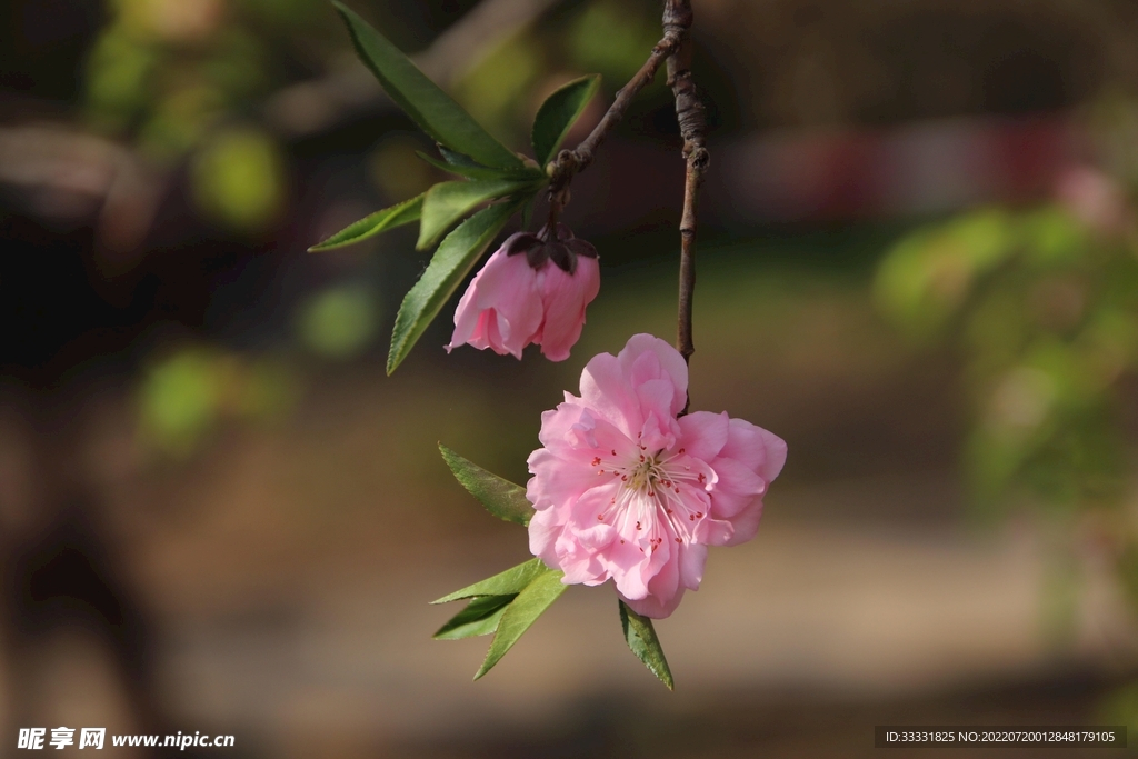 樱花