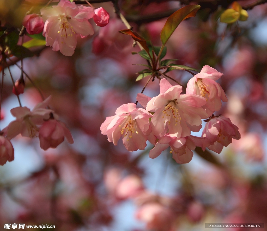 樱花