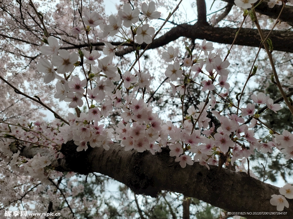 樱花