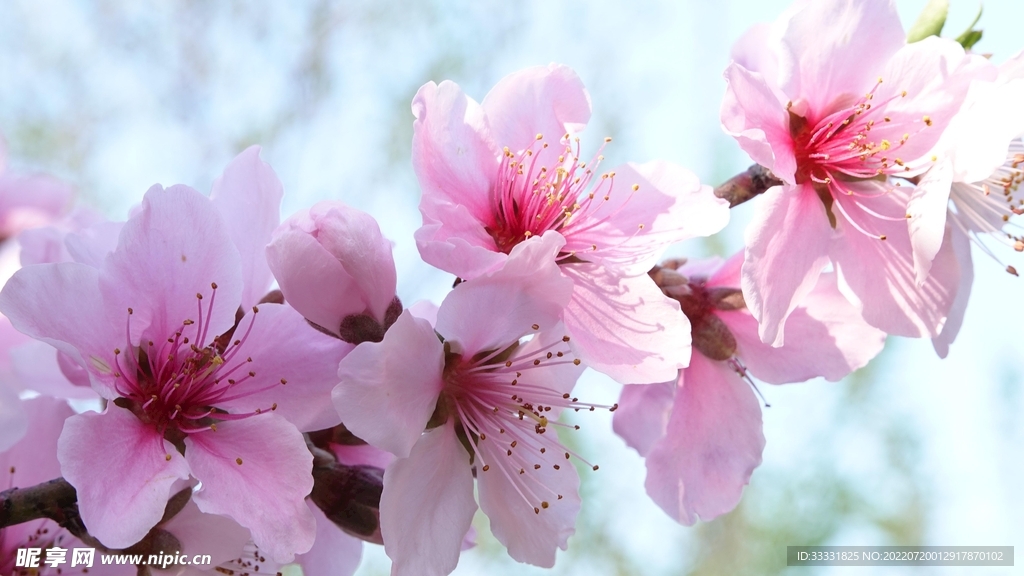 樱花