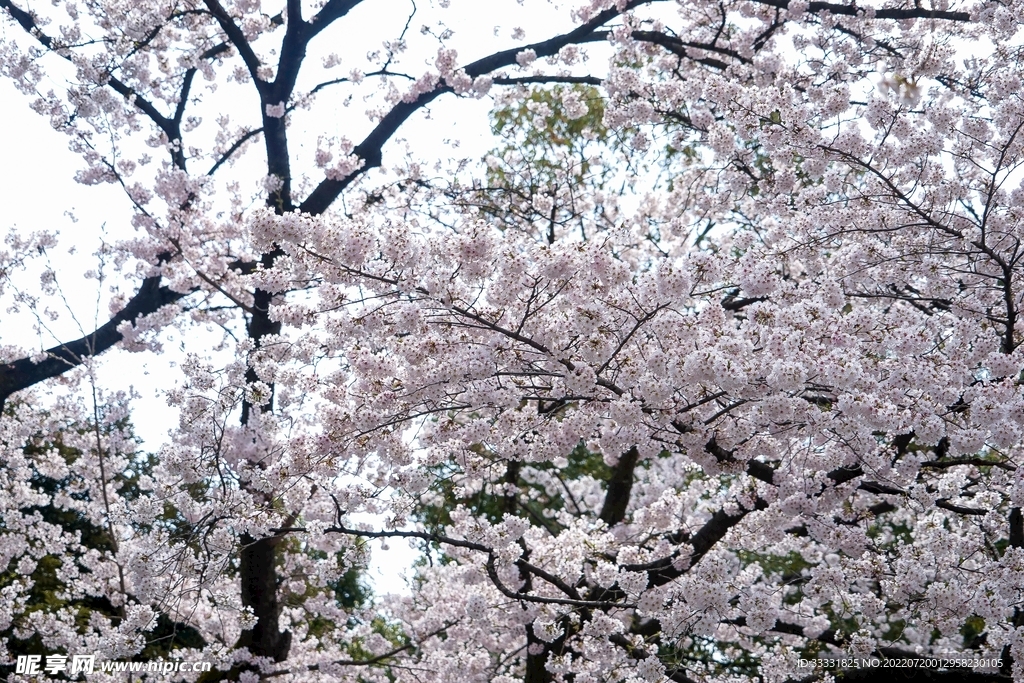 樱花