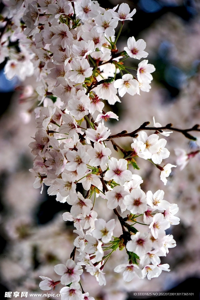 樱花
