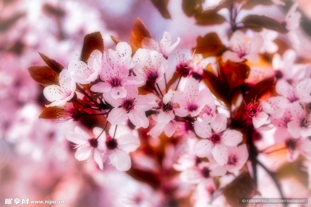 樱花