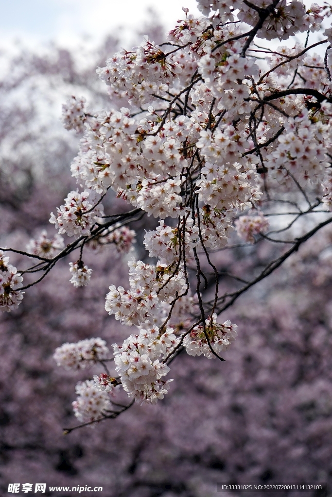 樱花