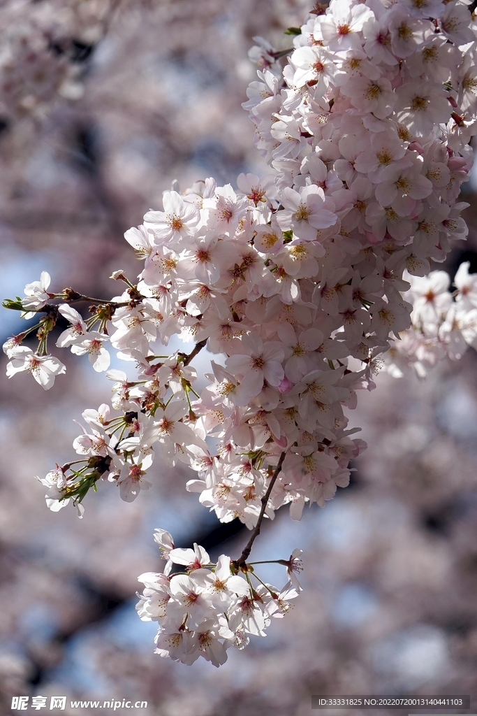 樱花
