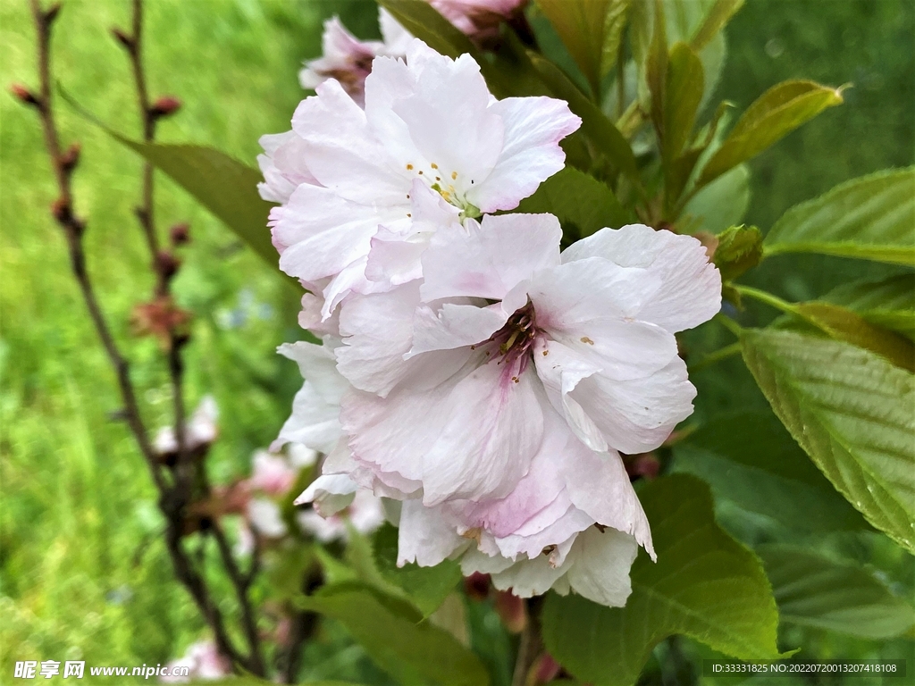 樱花