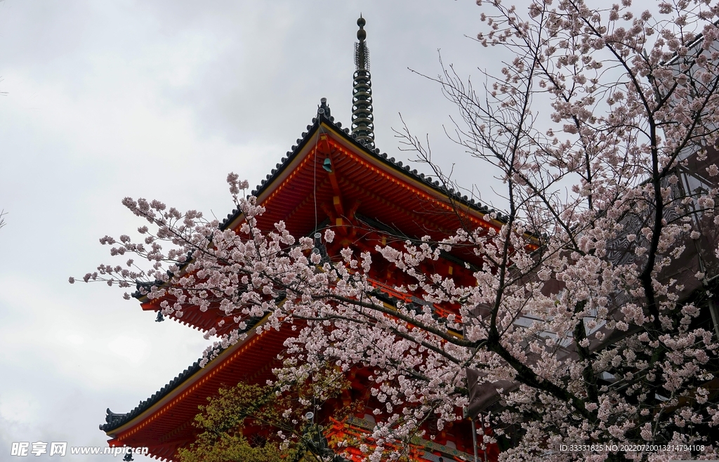 樱花