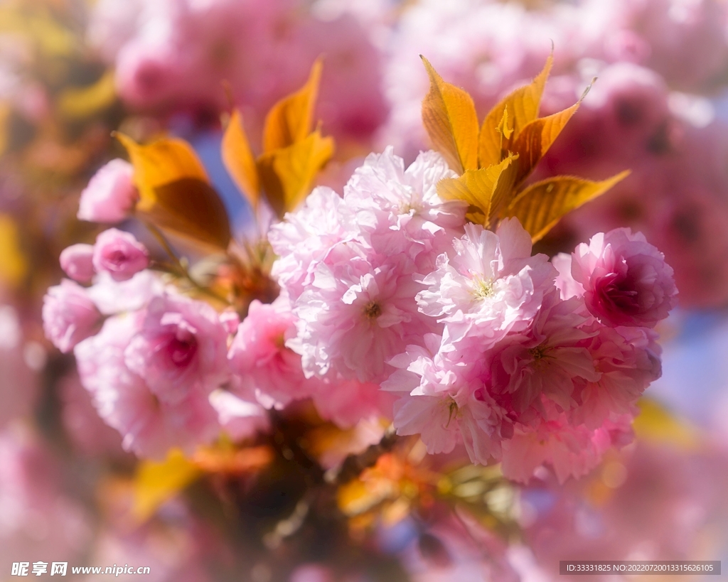 樱花