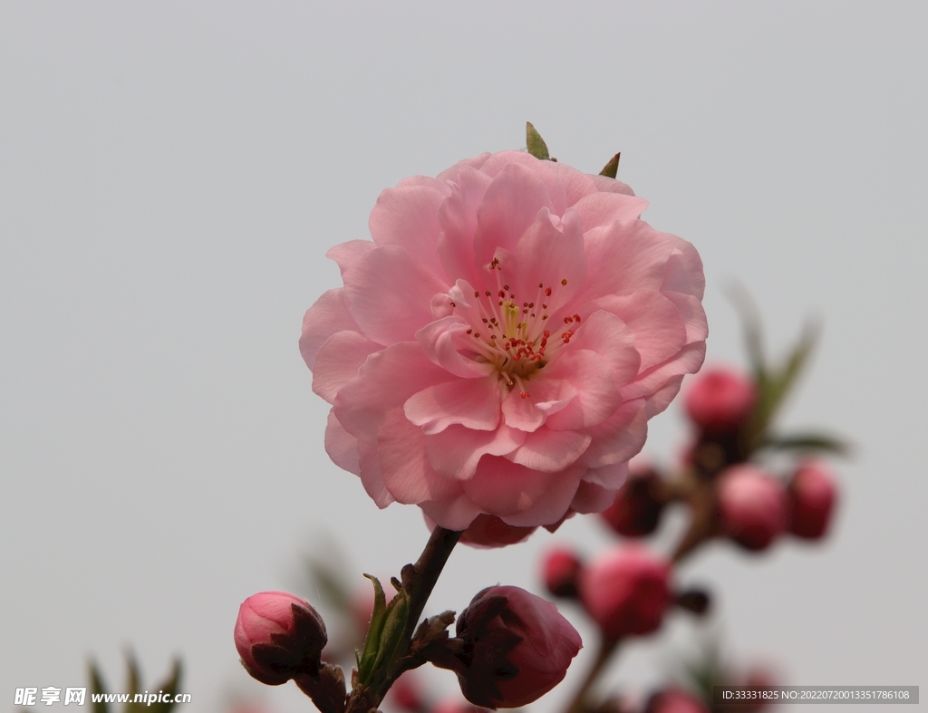 樱花