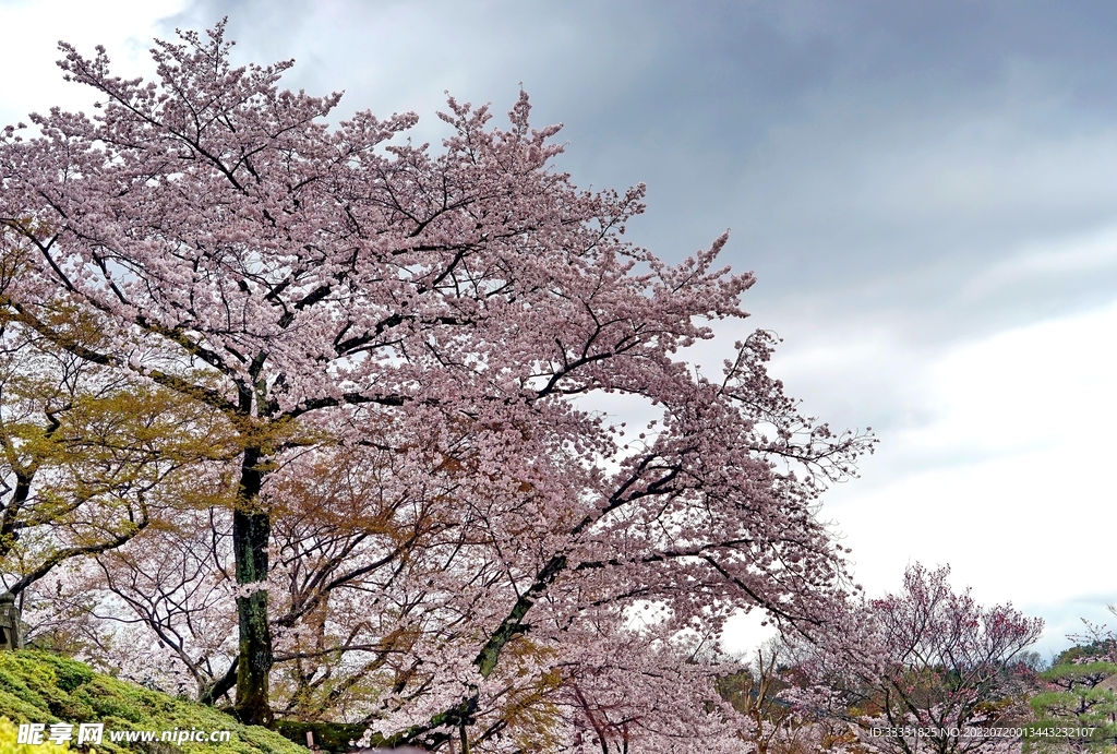 樱花