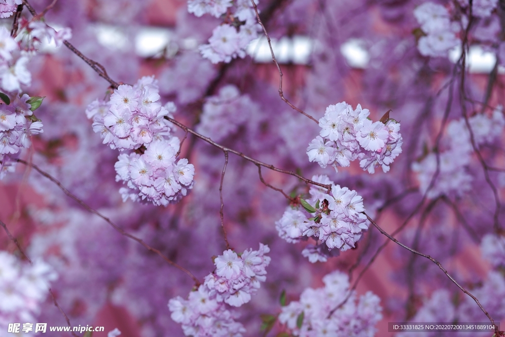 樱花
