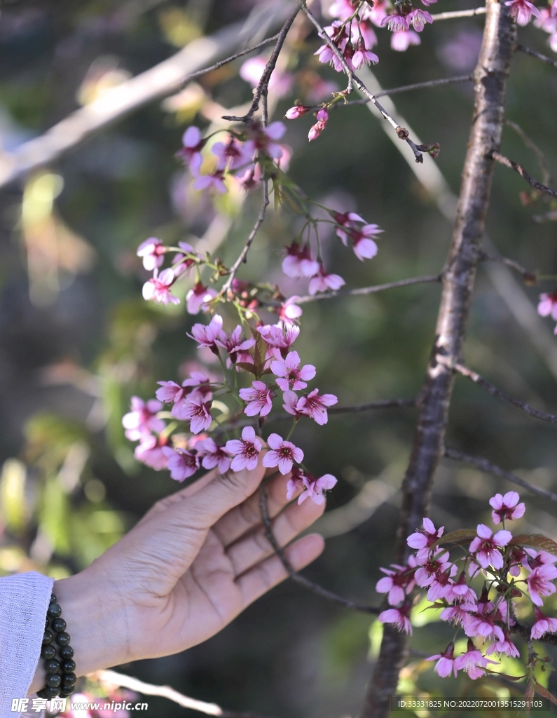 樱花