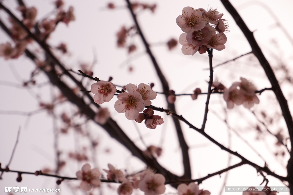 樱花