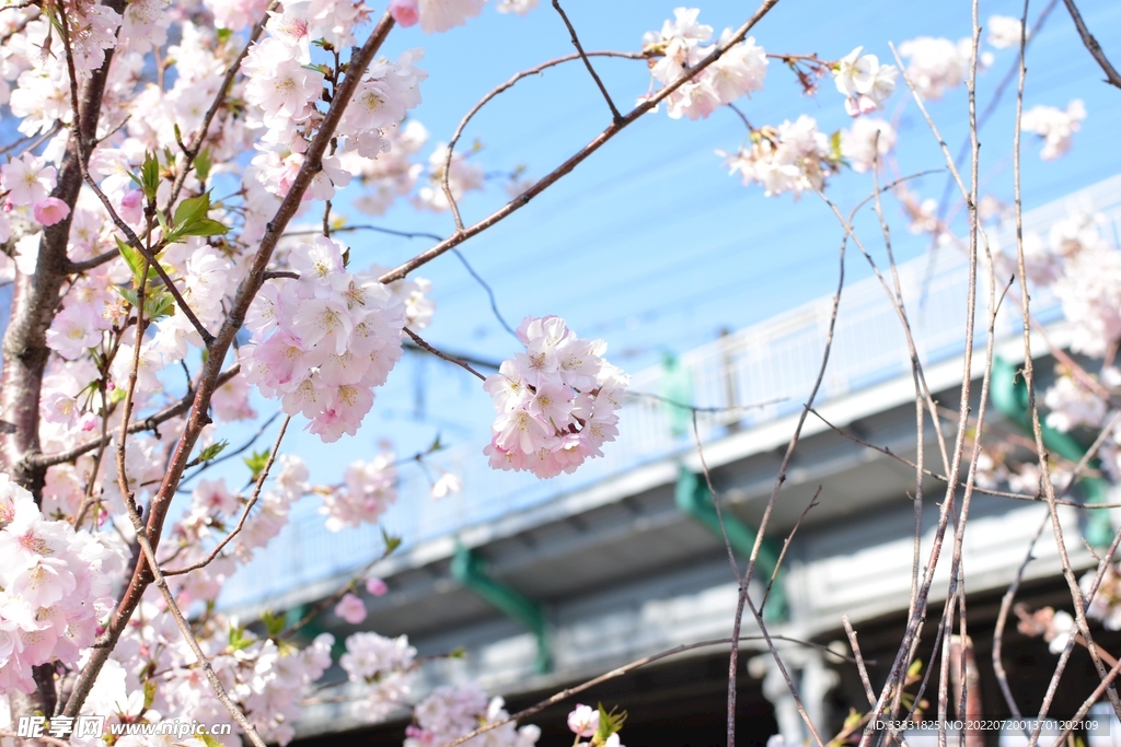 樱花