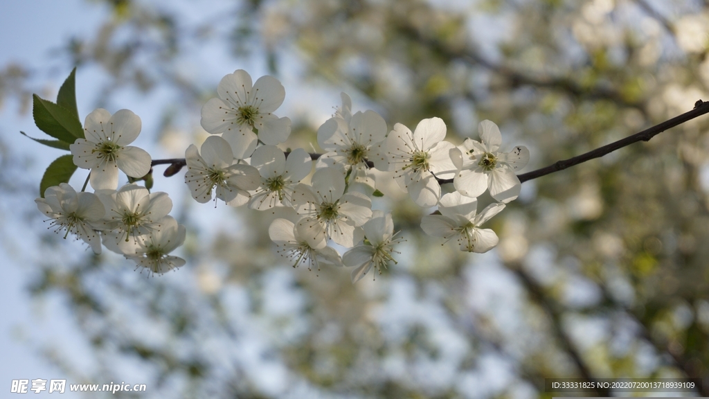 樱花