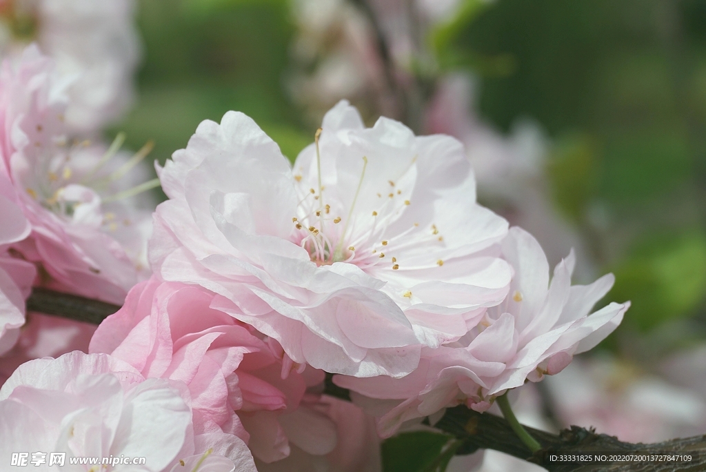 樱花