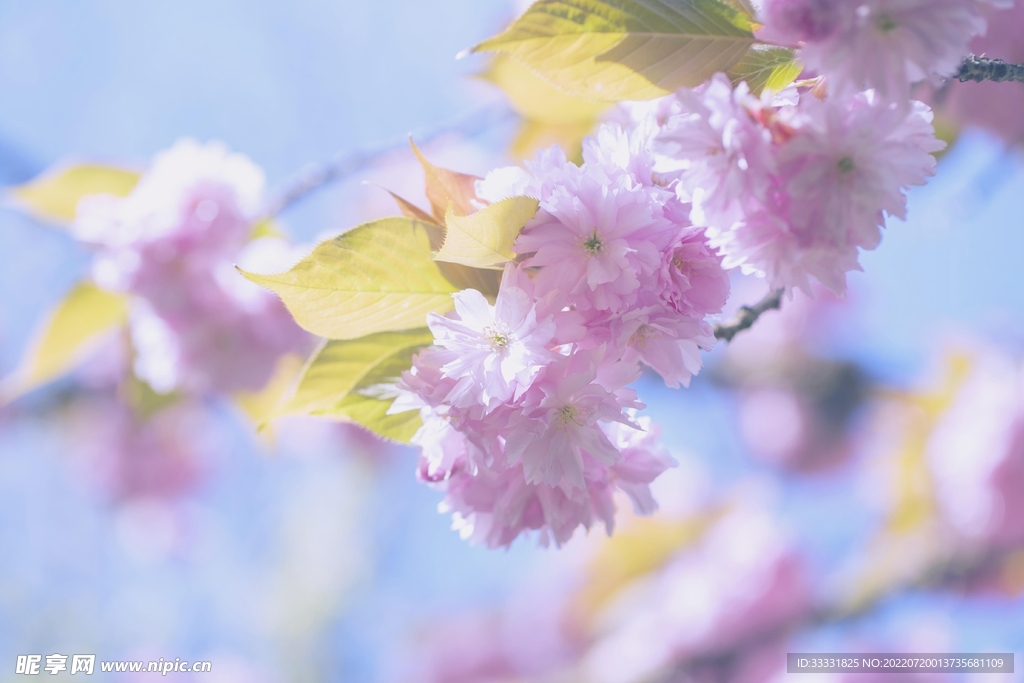 樱花