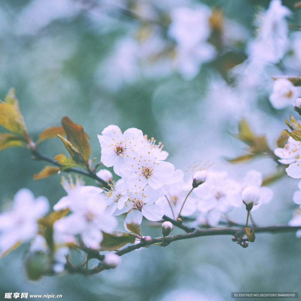 樱花